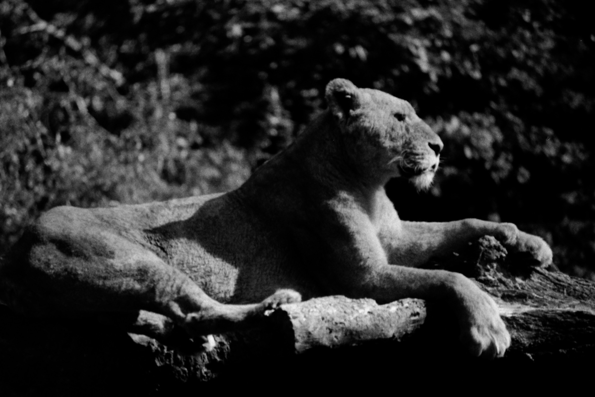 imotech72's tweet photo. #film #bnw_shotz #bnw_focus_on #bnw_greatshots #bnw_greatshot #bnwshots  #bnwframing #jp_gallery_bnw #モノクロの世界 #モノクロ写真 https://t.co/UwsQX9ML00