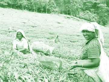 1930-இல் சிங்கம்பட்டி ஜமீன்தார், தன்னிடமிருந்த நிலத்தில் சுமார் 8374 ஏக்கர் நிலத்தை, 99 வருட குத்தகை ஒப்பந்தம் மூலம் மகாராஷ்டிர மாநிலத்தின் நுஸ்லேவாடியா என்பவருக்குச் சொந்தமான பாம்பே பர்மா டிரேடிங் கார்பரேஷன்(பி.பி.டி.சி) என்ற தனியார் நிறுவனத்திற்கு கொடுத்தார்.