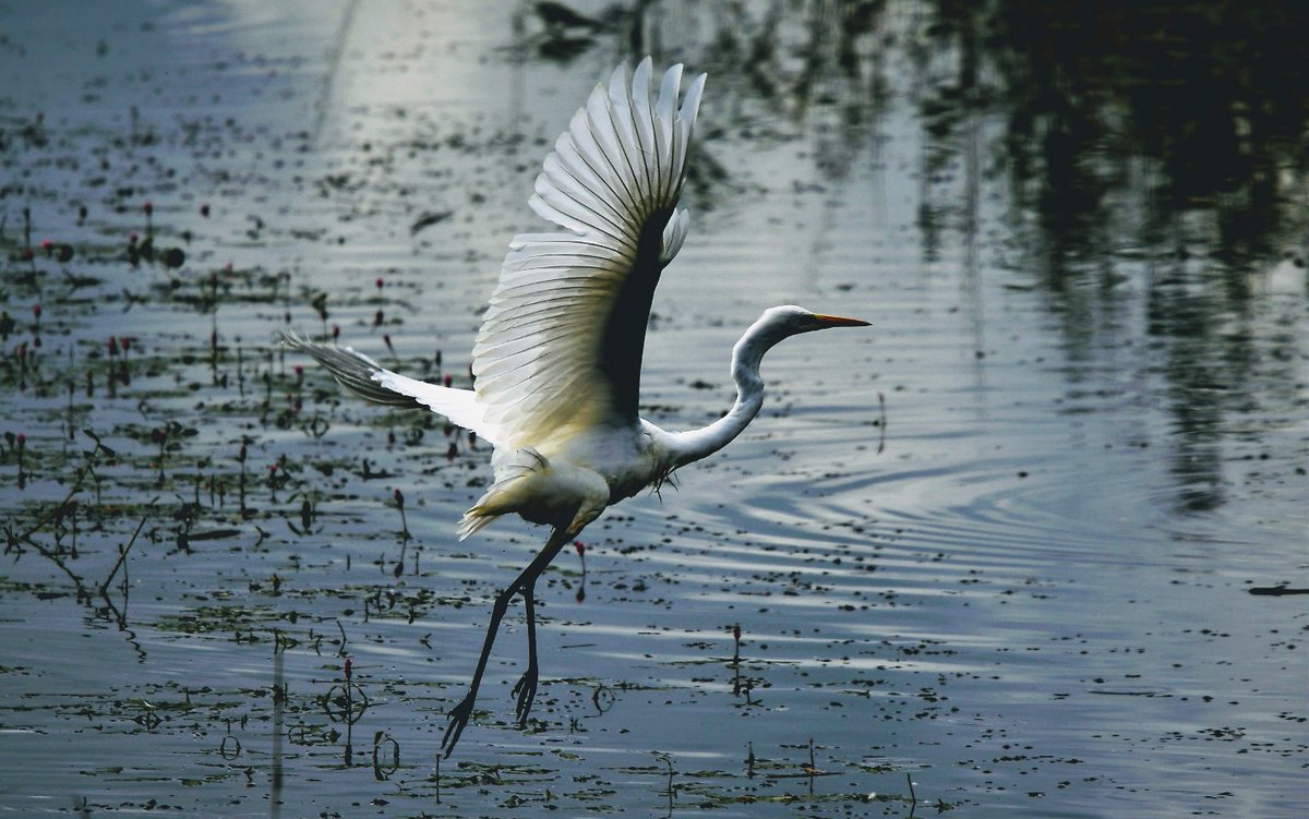 PeterMClayton's tweet photo. Great White Egret on the Somerset levels https://t.co/6DRtIShJI4