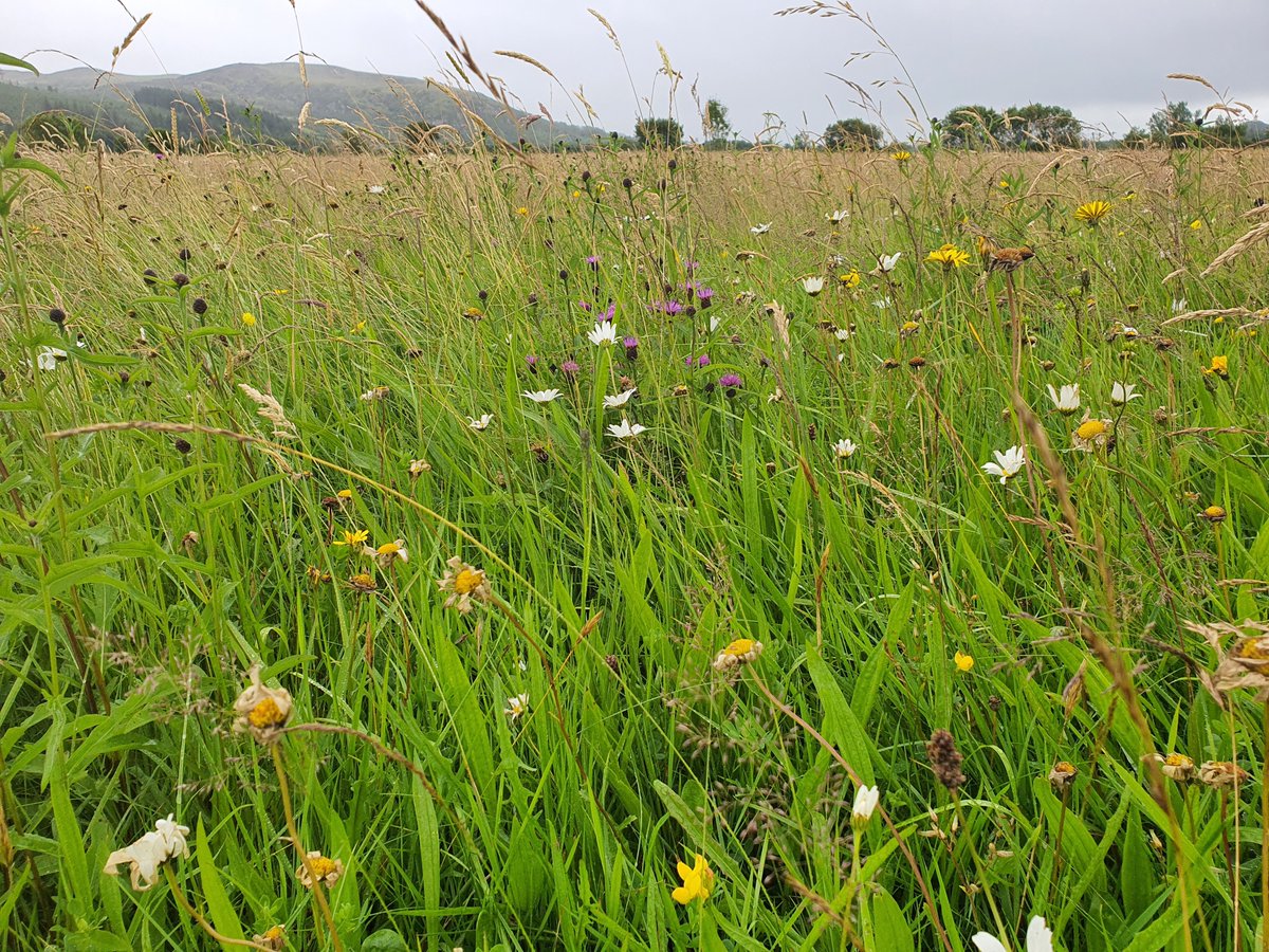 GrasslandsIrl's tweet photo. #Mayo #MagnificentMeadows Some of the best remaining examples of one of our rarest, most threatened habitats: 'lowland hay meadow' (EU Habitats Directive Annex-listed). Moy valley, nr Foxford. Stunning diversity &amp; cover of broadleaved herbs. Sites actively managed. Full of life��� https://t.co/HlxtR647hM