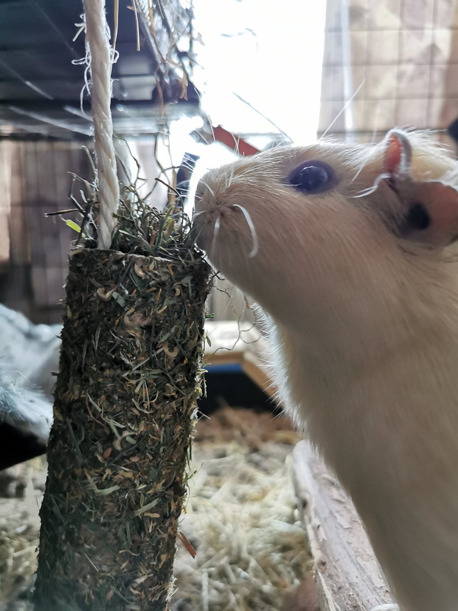 TSimbolic's tweet photo. Ash figured out how to get to the tasties at the top first with their new hanging enrichment toy/treat. #guineapig #petsonstream https://t.co/sdPhXGIXXw