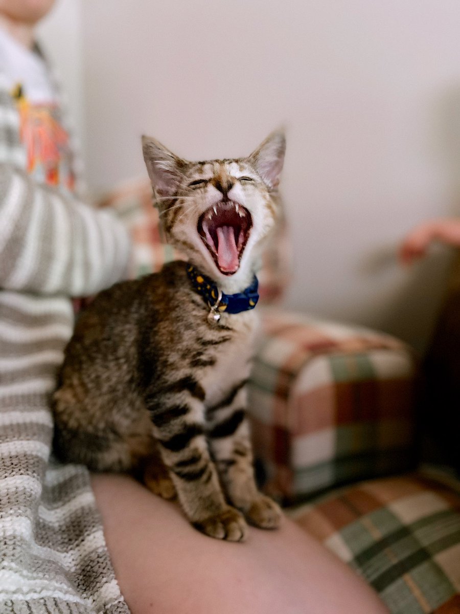 webpaiges115's tweet photo. Me when I found out @taylorswift13 was dropping an entire album tonight #Folklore #CardiganMusicVideo https://t.co/pv8d1o5DI4