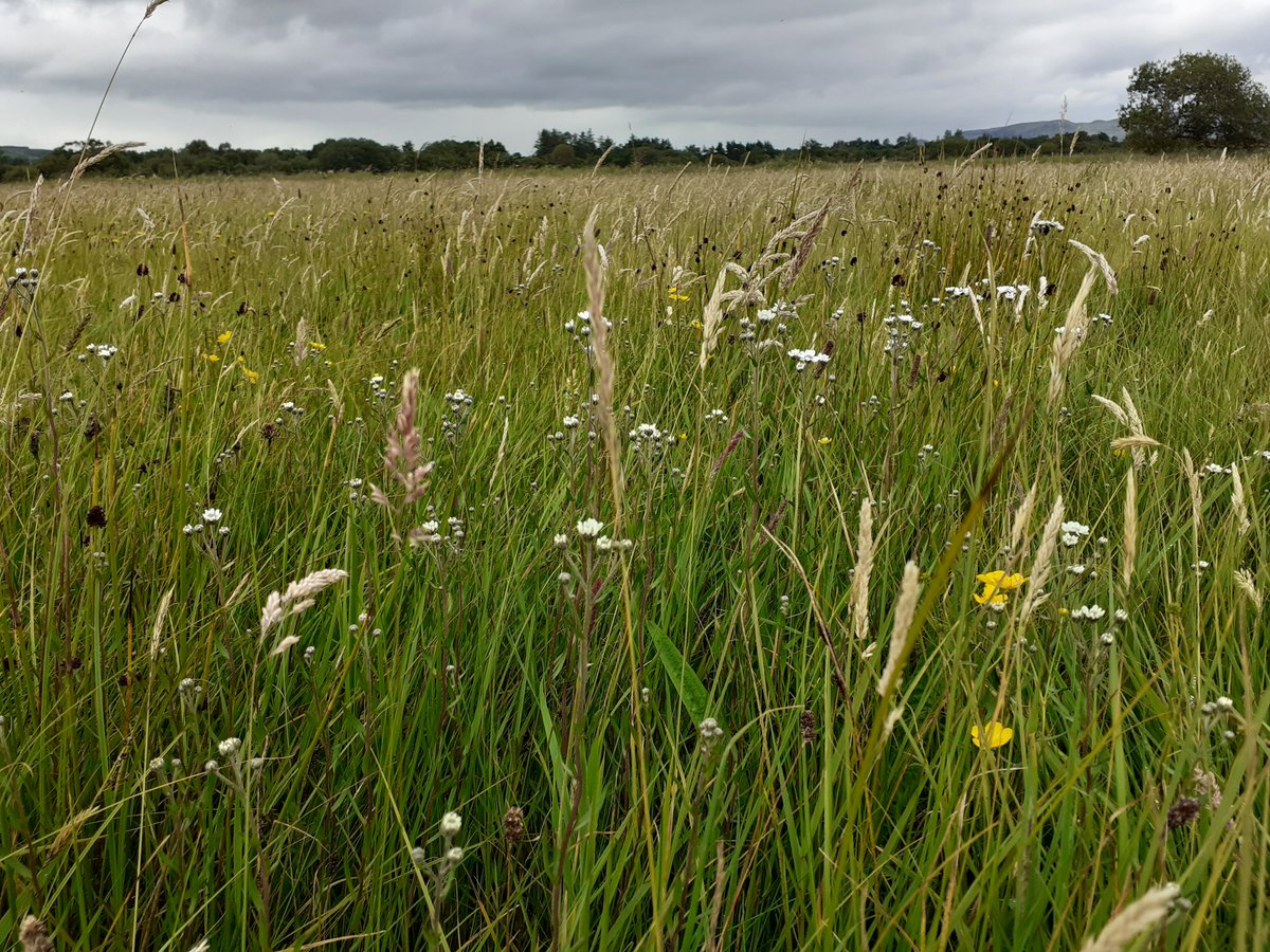 GrasslandsIrl's tweet photo. #Mayo #MagnificentMeadows Some of the best remaining examples of one of our rarest, most threatened habitats: 'lowland hay meadow' (EU Habitats Directive Annex-listed). Moy valley, nr Foxford. Stunning diversity &amp; cover of broadleaved herbs. Sites actively managed. Full of life��� https://t.co/HlxtR647hM