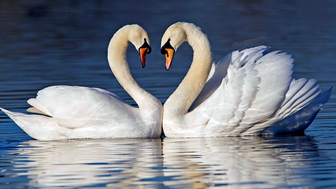 WhatisLove031's tweet photo. The swan decorates and embellishes all the places it frequents. (Georges Louis Leclerc)

#ThoughtForTheDay #Swans #needle #water #animals #nature #beatiful #googlephotos #photography #love #gt https://t.co/aDnPrjB1NH
