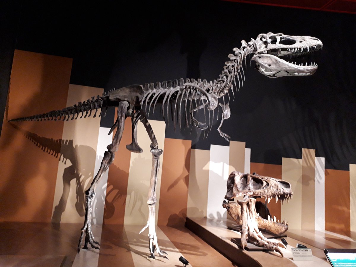 Kawazoe على تويتر ４連休外出自粛 福島県 いわき市 恐竜 化石 いわき市石炭 化石館 ほるる ここはもっと評価されるべき