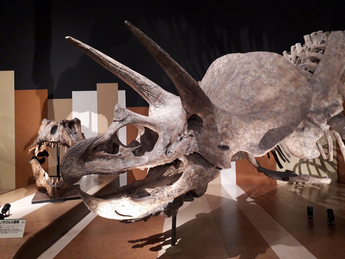 Kawazoe على تويتر ４連休外出自粛 福島県 いわき市 恐竜 化石 いわき市石炭 化石館 ほるる ここはもっと評価されるべき