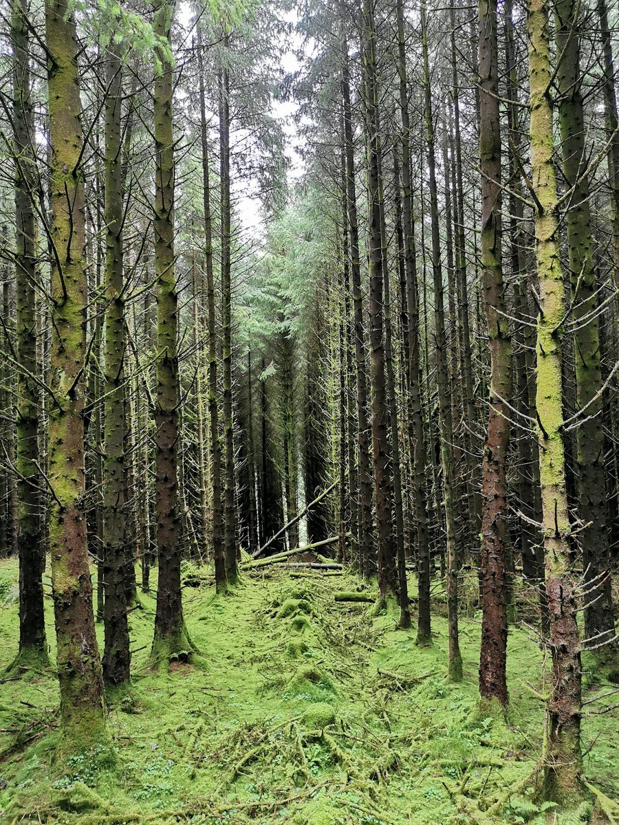 Catriona Riddell tweet media