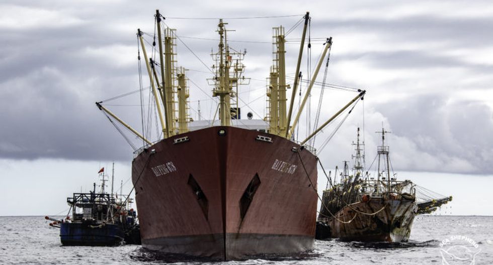 LimaNoticia's tweet photo. Firman acuerdo para combatir la pesca ilegal del calamar gigante en aguas internacionales - Diario Gestión https://t.co/oDbrA5a4fE #Calamasur https://t.co/jdQEiRD3HI