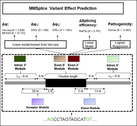 hoellenmotte's tweet photo. Combined Annoation Dependent Depletion (#CADD) quantifies the effect of function, deleterious and disease-causing variants (#SNV & #InDel)
https://t.co/xbvMUxkqOk
Now includes #MMSplice & @illumina's #SpliceAI for accurate splice variant prediction https://t.co/Sa3bEKm2ag