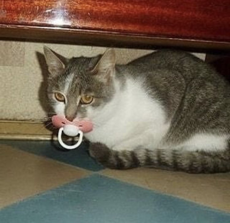 sazpew_'s tweet photo. @HarVTapL Baby cat https://t.co/kd7qOG8Aj9