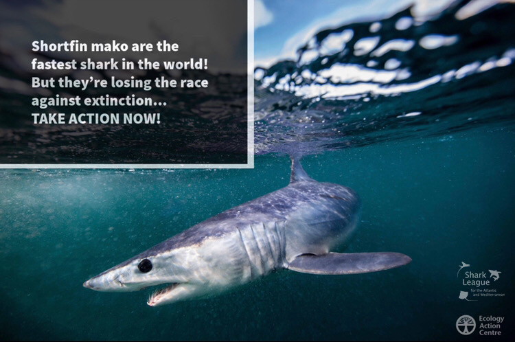 Dear @BernJordanMP: my mako shark cousins are in trouble! You’ve been a fintastic champ, but we still need those #ICCAT peeps to follow your lead - no more keeping mako sharks on boats in the Atlantic!  Please, please do that proposal thing again! It's #MakeOrBreak4Makos