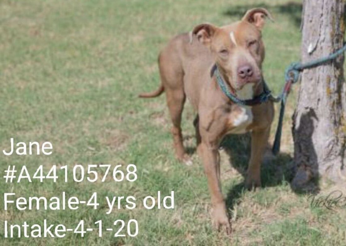reddogsusie's tweet photo. #TX #ABILENE 
🆘🆘UNLOVED &amp; FORGOTTEN-CODE RED Jane 4yo girl HAS BEEN AT SHELTER SINCE APRIL Loves ppl but not other dogs &amp; needs a pet free home! The clock is ticking &amp; she needs out NOW! Pls #ADOPT #RESCUE #FOSTER #PLEDGE #A44105768 https://t.co/9etZ281KMI https://t.co/ffZ4K9z2en
