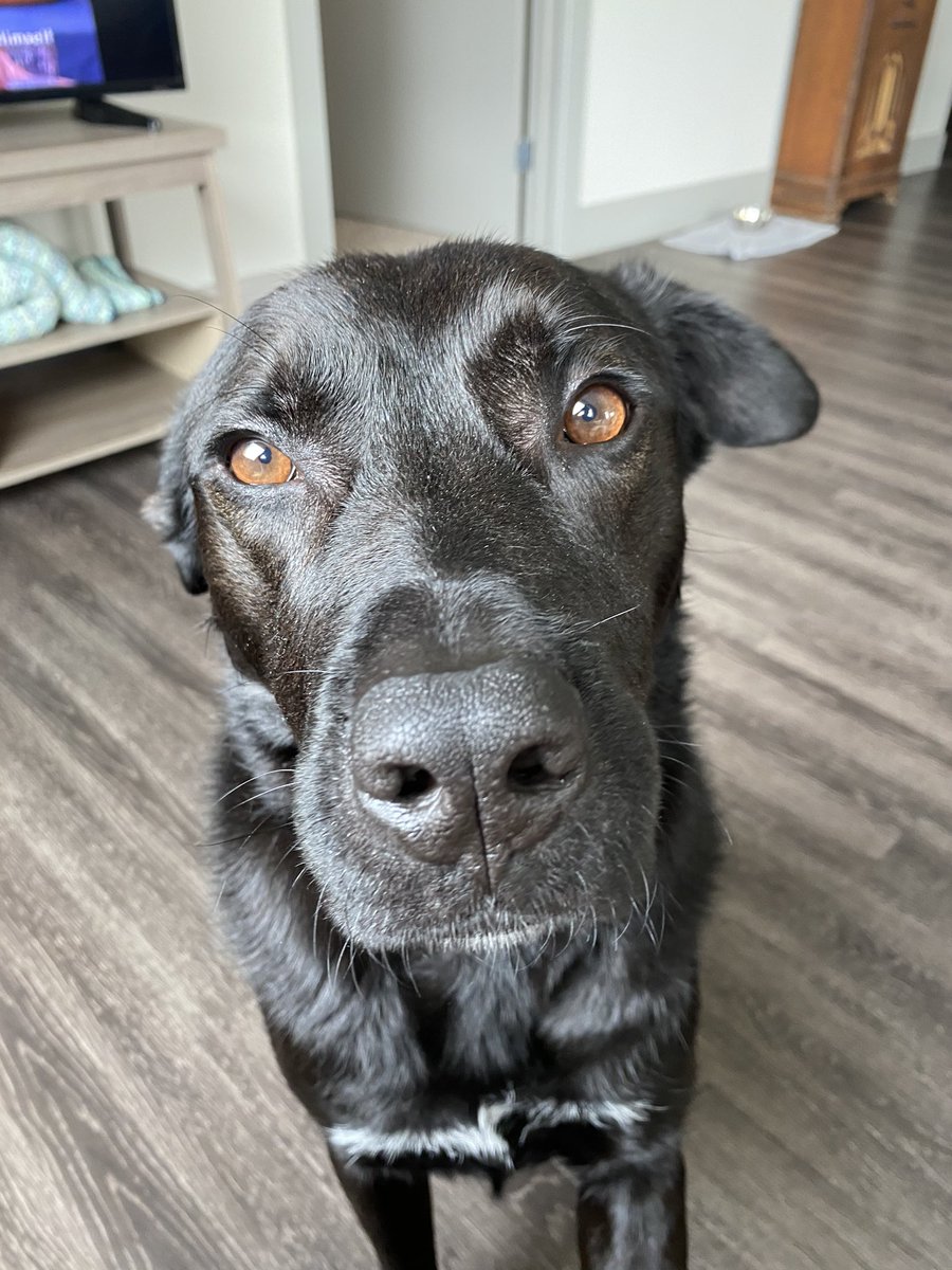 trinlynnmoore's tweet photo. Meet Henry: a 4 year old black lab/ shepherd mix. He is the sweetest boy ever. Help me find him a new home! He has seperation anxiety and needs an owner with dog training/ dog experience, but he has so much love to give!! Dm me for details:) https://t.co/qkoNDNdH0w