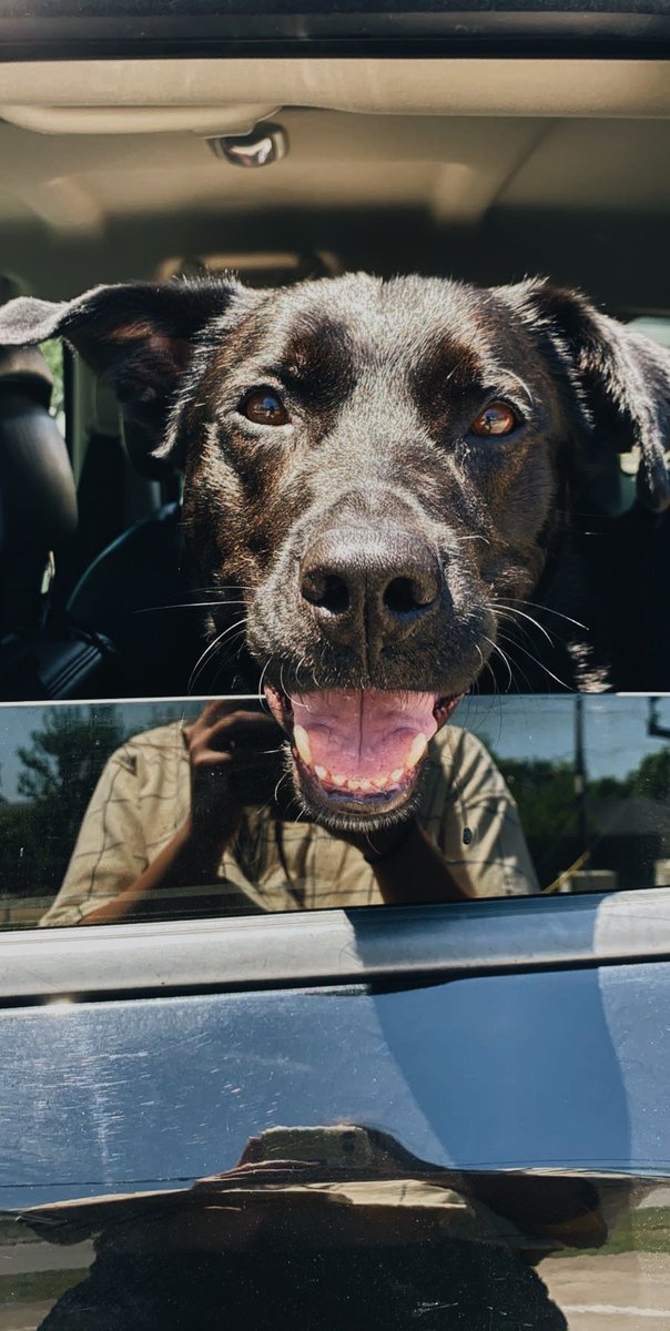 trinlynnmoore's tweet photo. Meet Henry: a 4 year old black lab/ shepherd mix. He is the sweetest boy ever. Help me find him a new home! He has seperation anxiety and needs an owner with dog training/ dog experience, but he has so much love to give!! Dm me for details:) https://t.co/qkoNDNdH0w