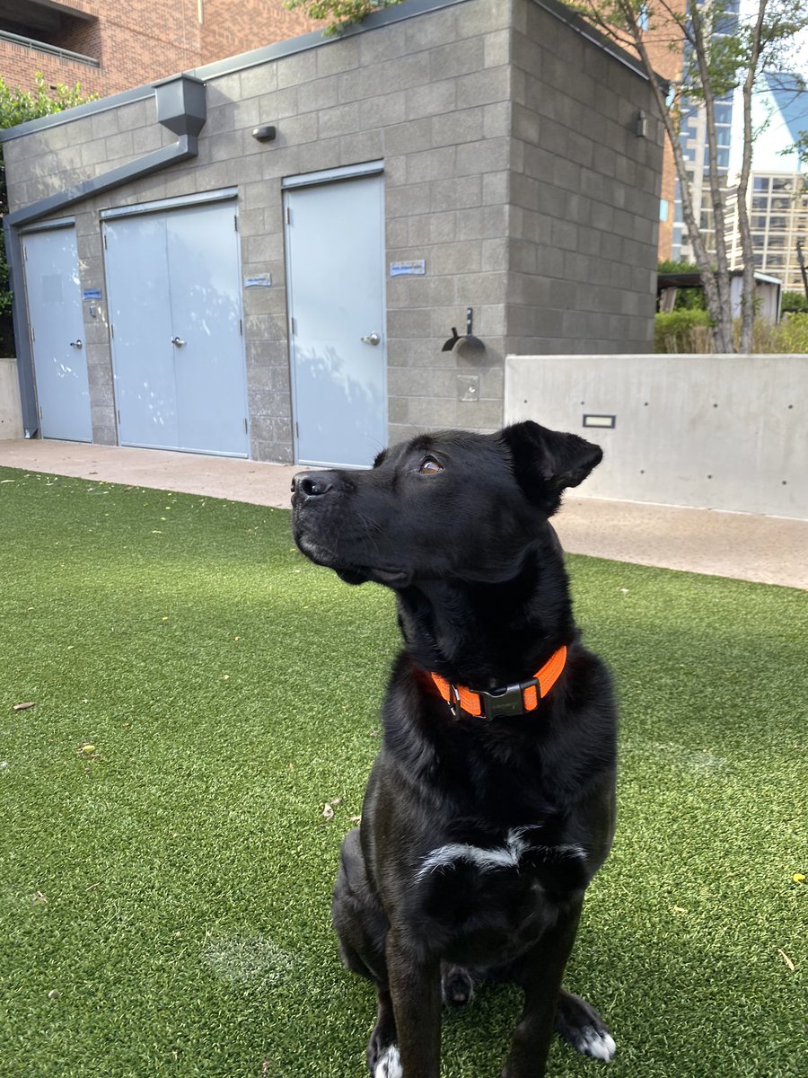 trinlynnmoore's tweet photo. Meet Henry: a 4 year old black lab/ shepherd mix. He is the sweetest boy ever. Help me find him a new home! He has seperation anxiety and needs an owner with dog training/ dog experience, but he has so much love to give!! Dm me for details:) https://t.co/qkoNDNdH0w