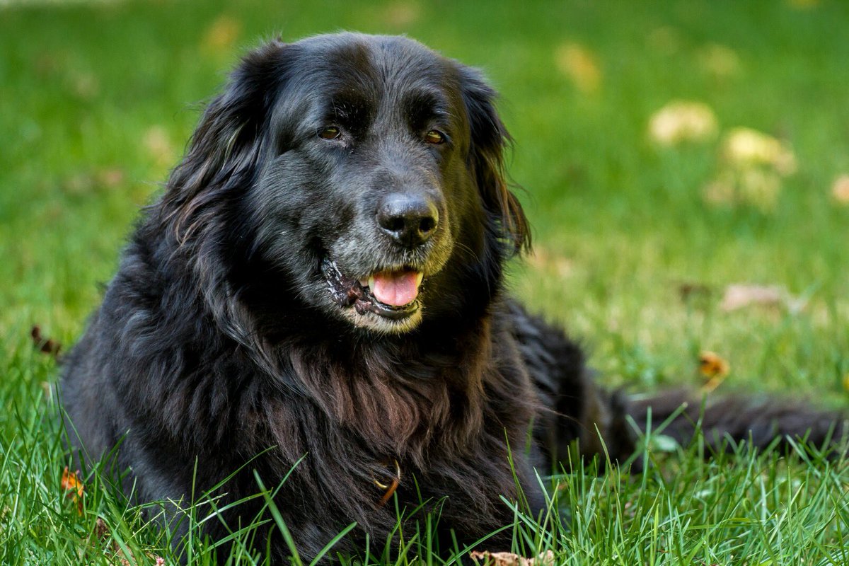 dell_adkins's tweet photo. Don’t have the words💔Can’t thank you 🙏 enough for the past 1️⃣5️⃣ years👊and all the help and support you provided in raising 2 pretty good kids #RIPGunner #Bestdogever #Foreverfamily https://t.co/vJyF0uhVvB