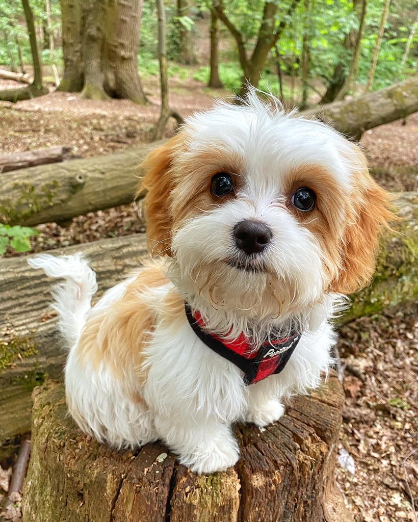 DougieStew's tweet photo. @McMullens1827 This is Winnie, she loves long walks in the woods and eating slippers https://t.co/DTRY7XdHj3