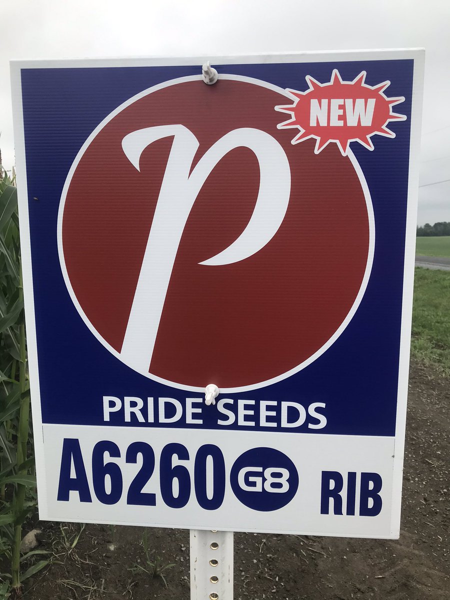 Great showcase @PRIDESEEDS corn plot in South Glengarry! Finally got some rain! Also getting a great look at some new G8 hybrids in our lineup. #PRIDEinMyField