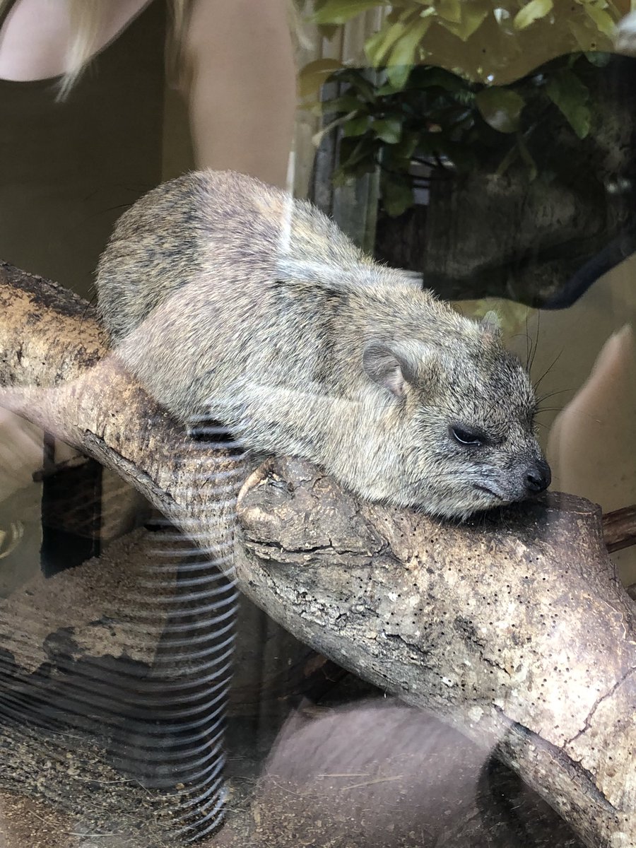SophieGooner's tweet photo. #SummerofAdventure with @youth_adventure Week 1 Scavenger Hunt with a slight twist thanks to a day out @Longleat #naturalobjects #shortenedspellingasfailedletterI #nottheobviousH https://t.co/moHEIX5i3h