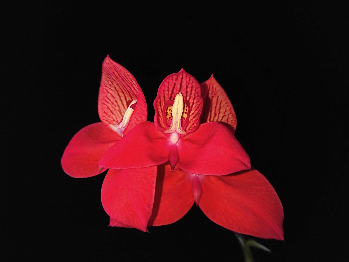 UK_Boothby's tweet photo. Three blooms on my Disa uniflora 'Red River' #orchid, growing well in carnivorous plant compost #Orchidaceae https://t.co/R8o1vHWUgC