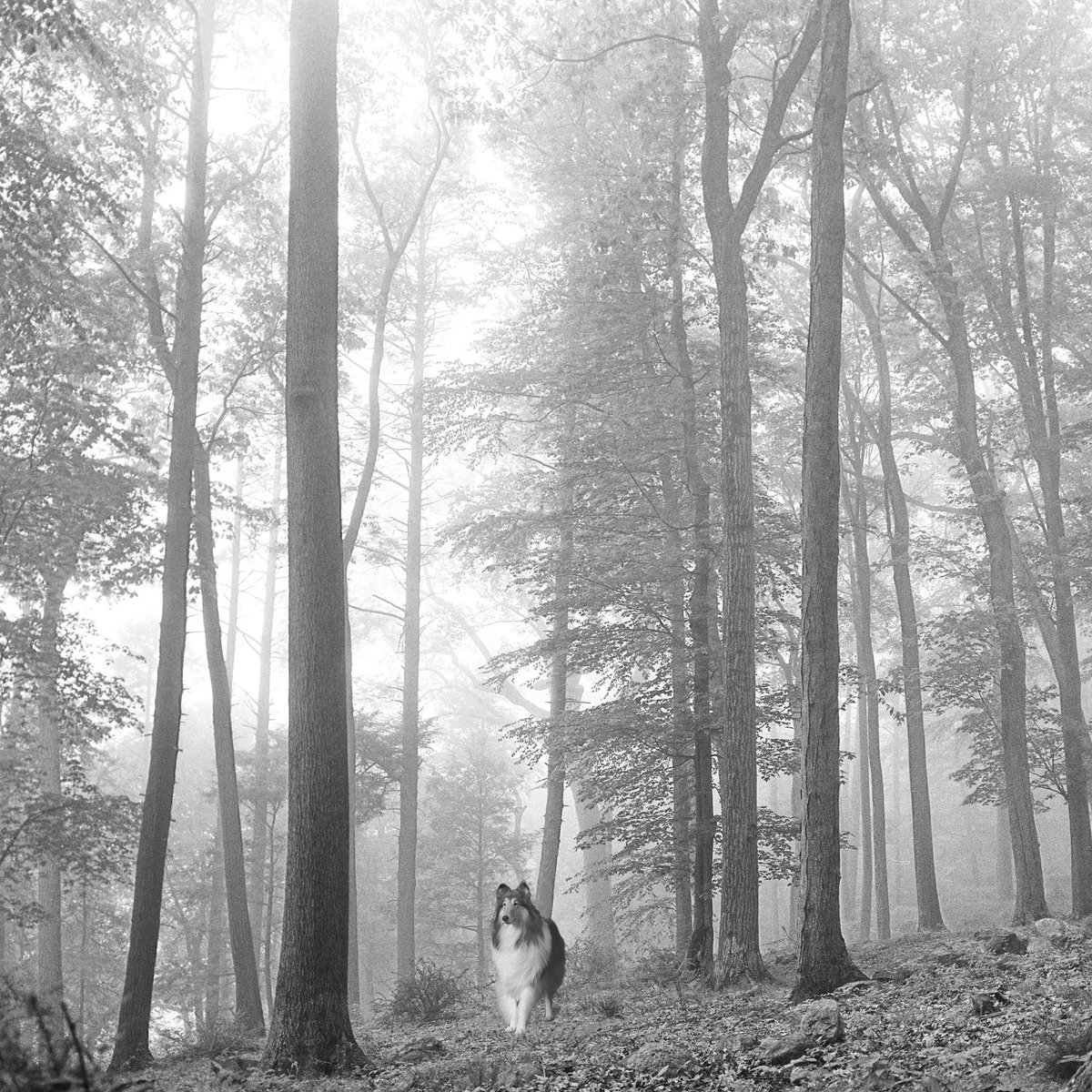 reveille's tweet image. 