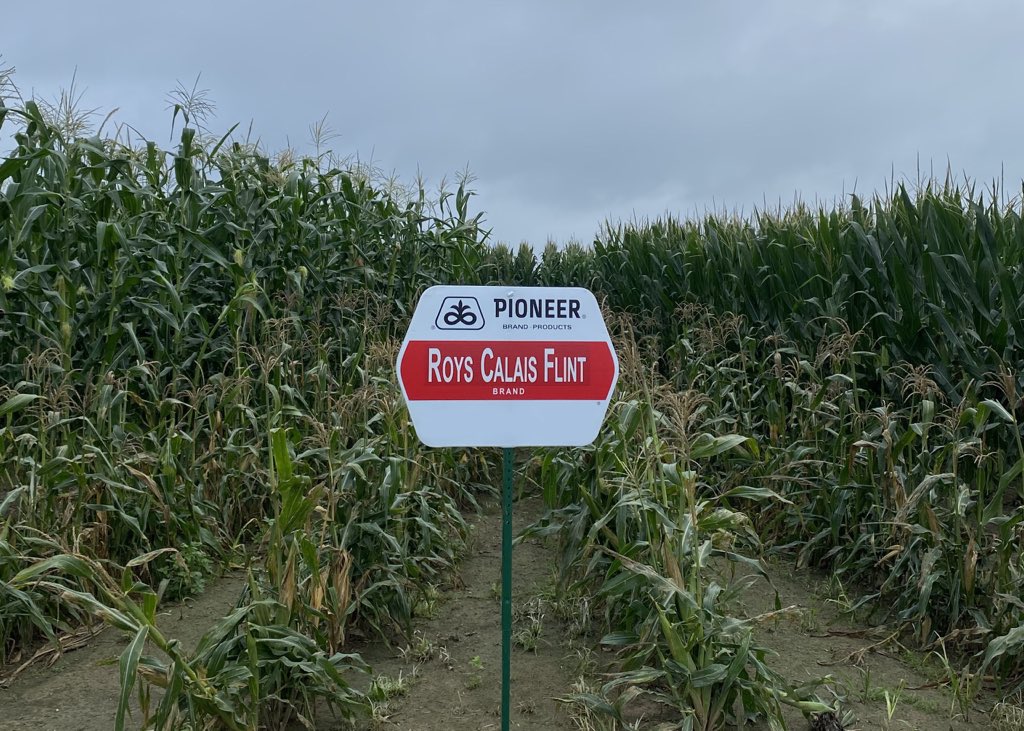 Flint corn represents an example of what the Pilgrims would have planted, and Reid’s Yellow Dent was the most common open pollinated corn used up until  @PioneerSeeds debuted the first commercial hybrid in the 1920s.