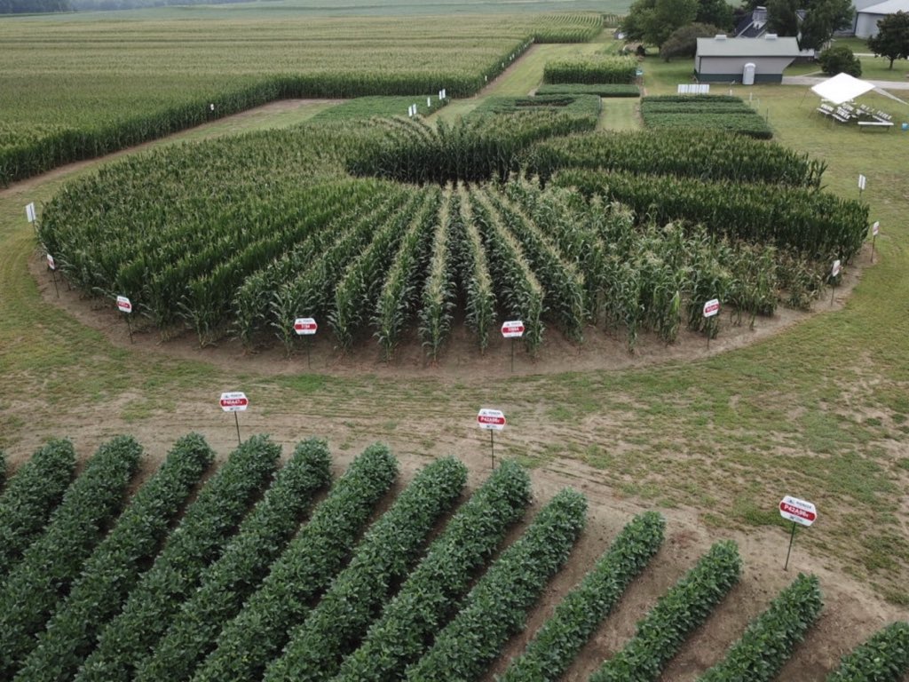 The  #CornRevolution: a thread. Corn breeding has come a long way, and thanks to  @RosedaleAg, this stress wheel serves as a great visualization of a few “oldies” that shaped the industry.  @PioneerSeeds  @corteva
