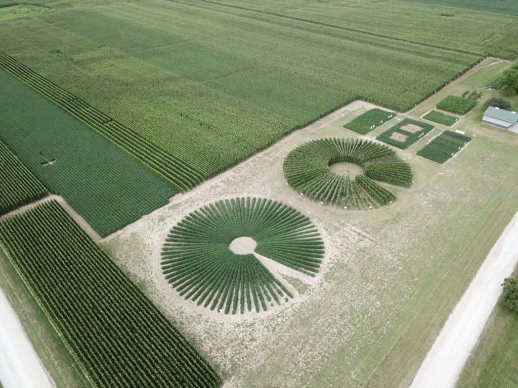 The  #CornRevolution: a thread. Corn breeding has come a long way, and thanks to  @RosedaleAg, this stress wheel serves as a great visualization of a few “oldies” that shaped the industry.  @PioneerSeeds  @corteva
