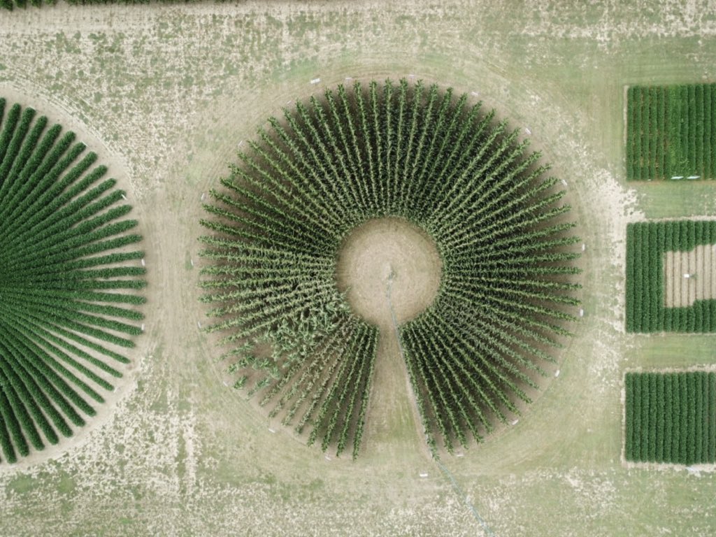 The  #CornRevolution: a thread. Corn breeding has come a long way, and thanks to  @RosedaleAg, this stress wheel serves as a great visualization of a few “oldies” that shaped the industry.  @PioneerSeeds  @corteva