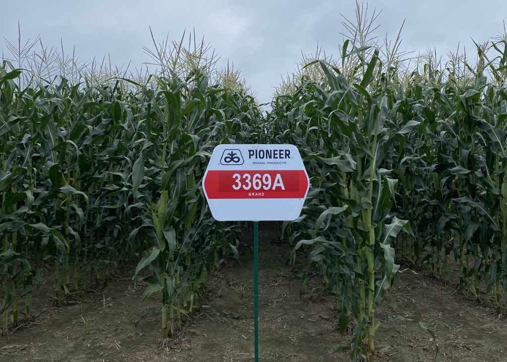 3369A accelerated the  @PioneerSeeds brand in the late 60s. This hybrid was especially known for its resistance to southern corn leaf blight in the “blight years” of the 70s.