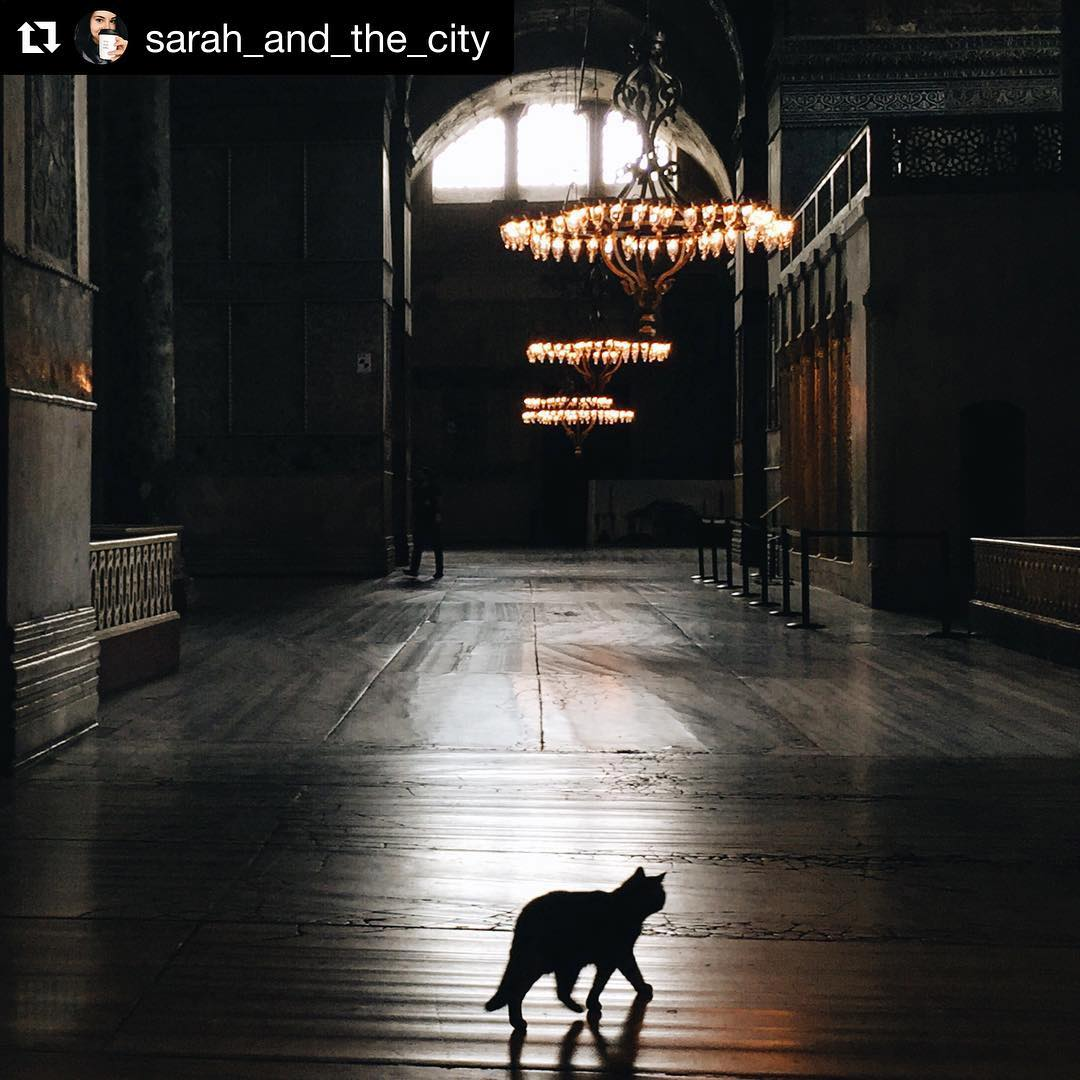 Cat saying goodbye to her guests