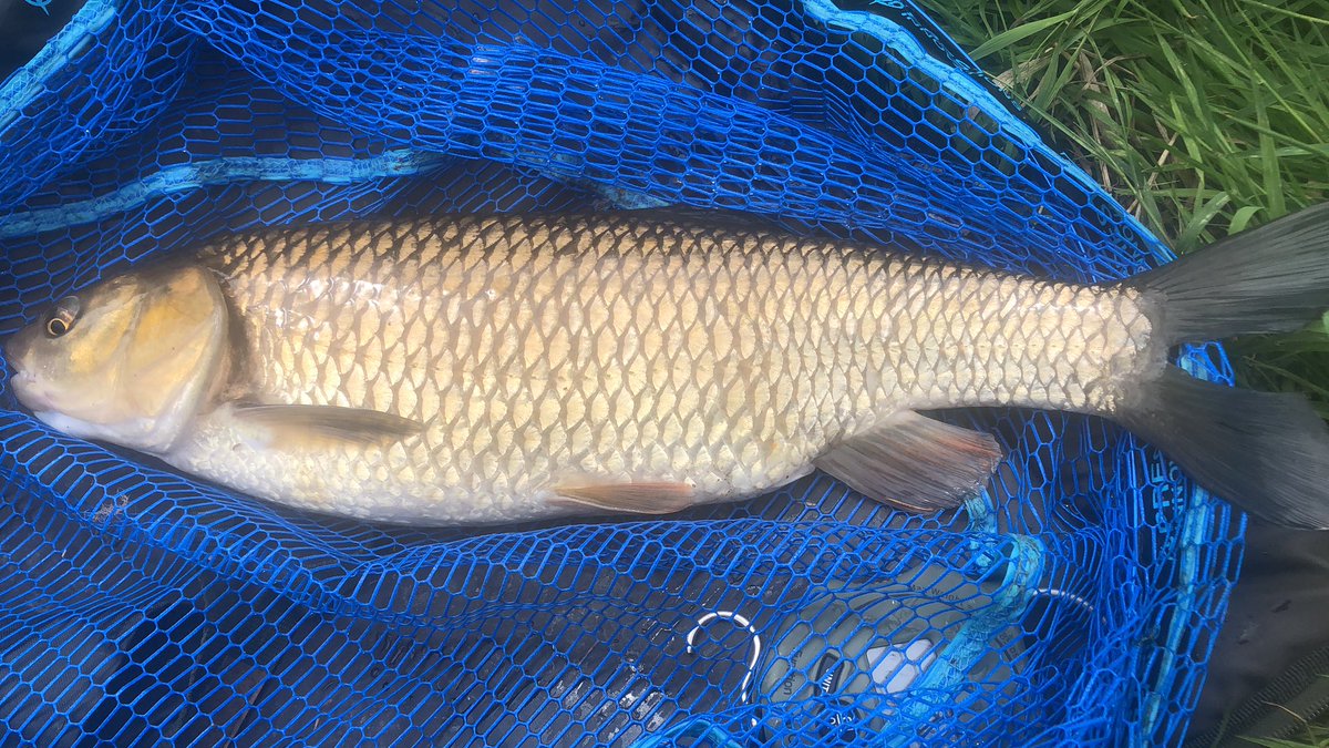 5lb chub to finish .. now stunning is that fish ❤️