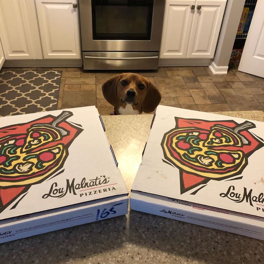 LouMalnatis's tweet photo. The dog days of summer can be ruff. Deep dish can help! 🍕

📸: @JRud44

#loumalnatis #legendarydeepdish #incrustwetrust #pizzacravings #dogdaysofsummer #dinner #chicago #orderonline #nocontactdelivery #curbsidepickup #chicagoeats #deepdish #chicagostylepizza #chicagostyle https://t.co/8egSi5p522