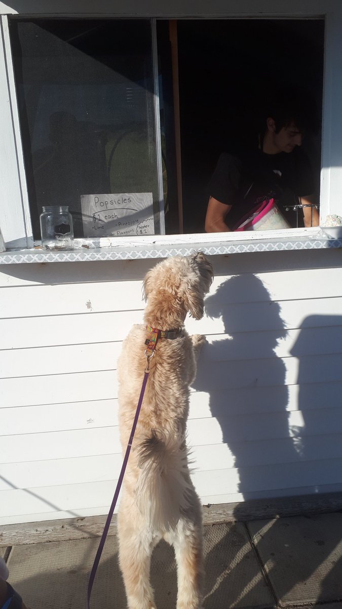 dog_una's tweet photo. Hi there. I would like 57 scoops of vanilla 🍦🍧please. DogDad said he'd pay for it. Thanks! #IceCreamBarn #DogsOfTwitter #IceCream https://t.co/cKNK1fzAH2