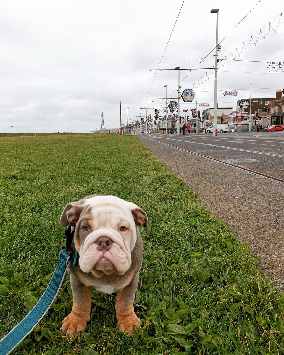 Suzanne0maddock's tweet photo. My bulldog in Blackpool,looking a bit disapointed but we loved it! #Blackpool #Puppytravels #blackpooltower #Bulldogs #SeaSide #bulldogsoftwitter #3months #summerholidays #lockdown #dayout #upnorth #daytrip #bully #mydog #cute #thegob #theface #poordog #coldandwet #whatsun https://t.co/EtvCU4JYkW