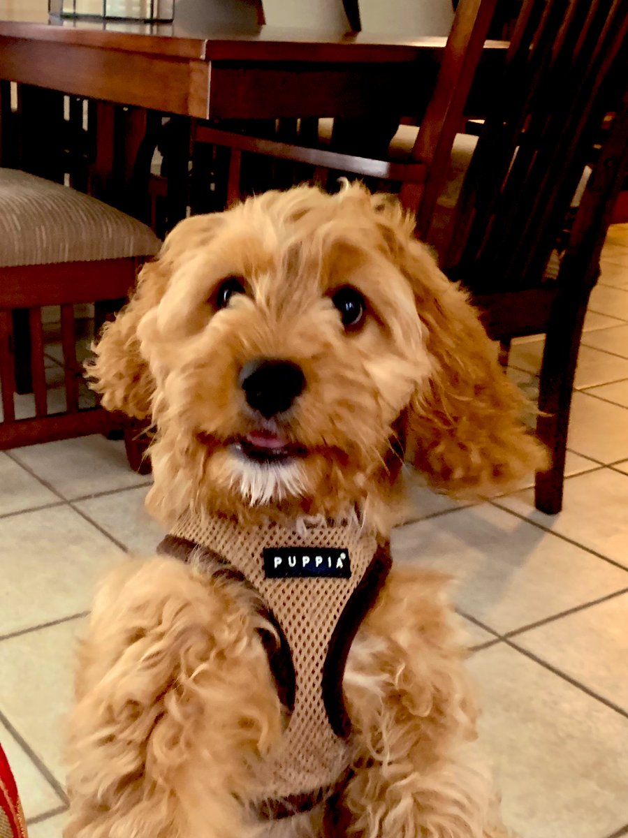 AaronNolanNews's tweet photo. This is my hotel keeper for the next couple of days.
#ChicagoNext #Rigby https://t.co/PD65Hktba0