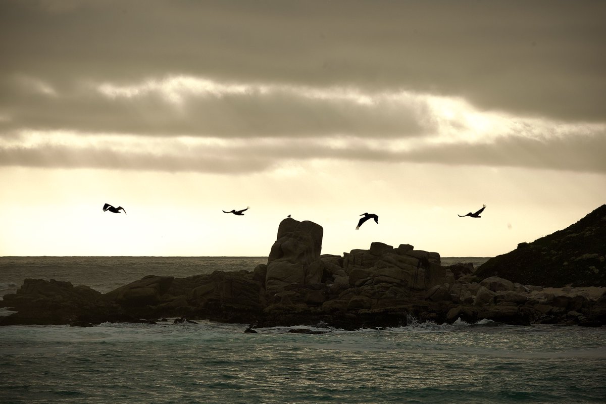 Brown Pelicans off the coast of California for late wildlife Wednesday this week.  Groups of pelicans can be seen migrating off the coast and can be called squadrons, pods, scoops, or even pouches of pelicans!