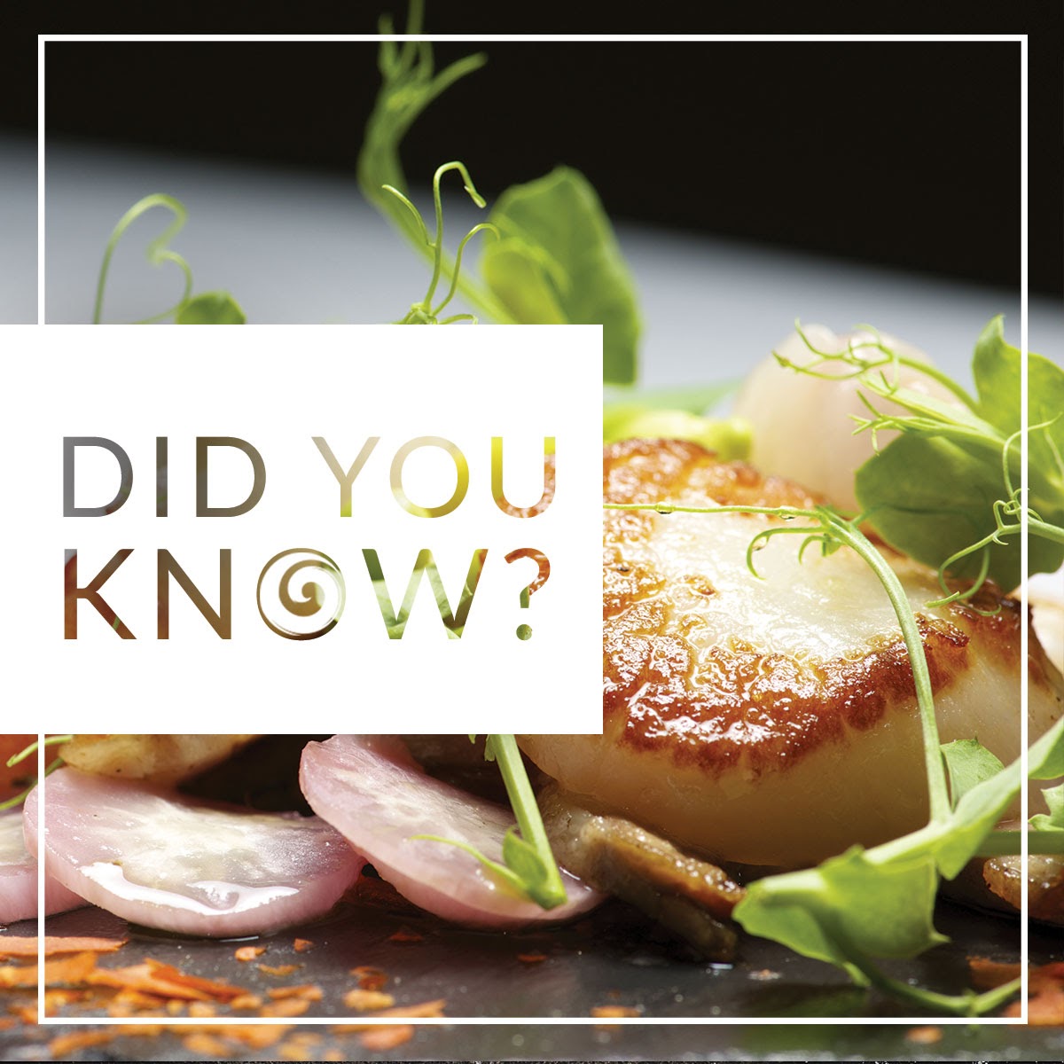 OceansTable's tweet photo. Scallops are one of the cleanest shellfish around! Their abductor muscle isn’t used to filter water, so unlike clams and mussels, they’re not prone to toxins!

#oceanstable #oceantotable #freshfish #seafood #freshneverfrozen #msccertified #certifiedsustainable #fishing https://t.co/C2kA5buLXu