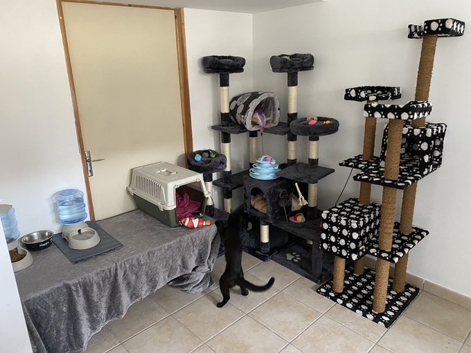 Merci pour les 2 arbres &agrave; chats :)) j&rsquo;en ai pour 3-4 mois avant de devoir les changer, vu la vitesse<a href="/tag/chandeleur"class="tags"><span>#chandeleur</span></a>