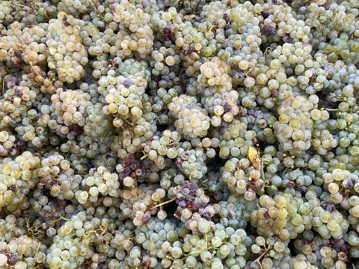 PedernalesWine's tweet photo. It's the most wonderful time of the year! Harvest! 

Yesterday was Albariño time. 🍇

#txwine @TexasFineWine #winelovers https://t.co/GNKH1WqOAu