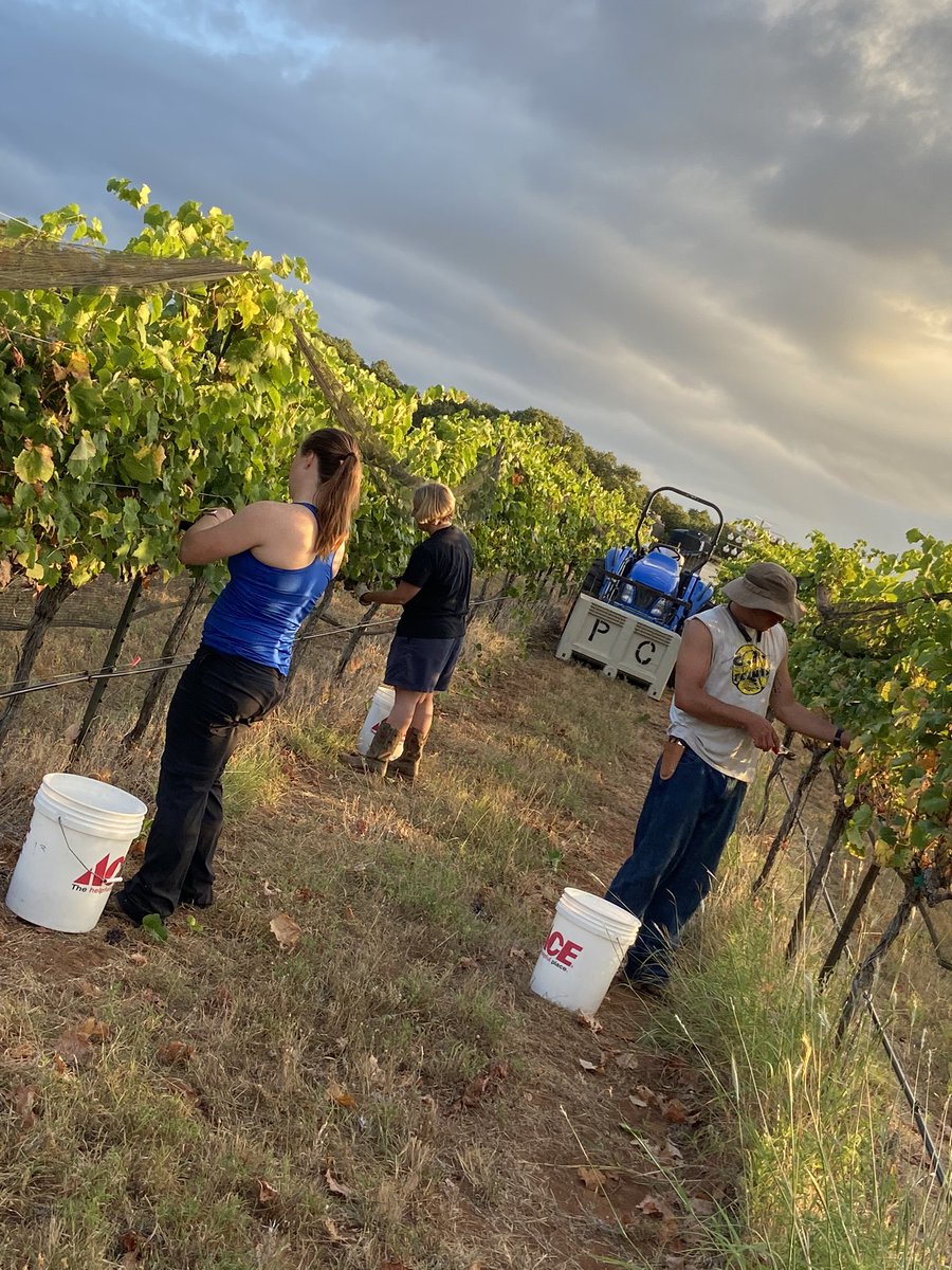 PedernalesWine's tweet photo. It's the most wonderful time of the year! Harvest! 

Yesterday was Albariño time. 🍇

#txwine @TexasFineWine #winelovers https://t.co/GNKH1WqOAu
