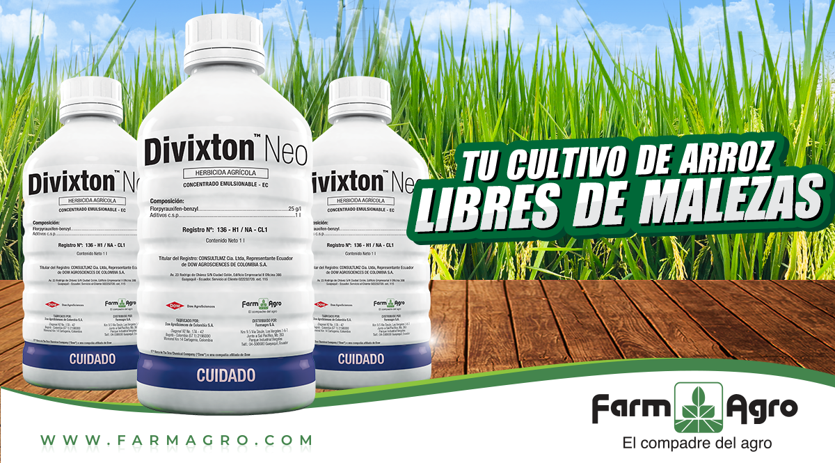 FarmagroEc's tweet photo. Controla las principales malezas gramíneas, ciperáceas y hojas anchas en el cultivo de arroz con nuestro herbicida #DivixtonNeo.
Adquiere nuestros productos en cualquiera de nuestras sucursales o distribuidores autorizados a nivel nacional.
#ElCompadreDelAgro https://t.co/EgeBMQ2qcV