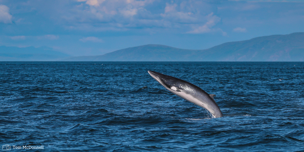 LivingSeasNW's tweet photo. What’s your favourite marine animal? 
🦀🐟🦭🦞🐠🦪🐙🦑
Do you love rockpooling &amp; finding cool creatures like crabs and anemones? Or do blue sharks or minke whales hold a special place in your heart? 
Share your favourites below! #NationalMarineWeek @Lancswildlife @WildlifeTrusts https://t.co/Yk19ScGyLC