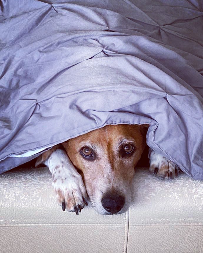 Beedell24's tweet photo. 💛him #lovehim #partofourfamily #furbaby #beagle #beaglecross @bonesy1973 https://t.co/y4CVjeArB7