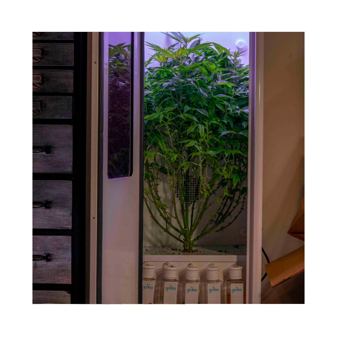 GroboGrow's tweet photo. Grobo is Optimized For Results ππΌ Grow from seed to harvest in 3 months π±
.
.
.
.
.
#grobogrow
#growsomethinggreen
#automatedgrowbox
#plants
#indoorgardening
#gardening
#plantlife
#Ledgrowbox
#Ecofriendly
#growbox
#indoorgrow
#indoor
#ledgrower
#ledgrowroom
#ledgrowlights https://t.co/8wYjDpRfX7
