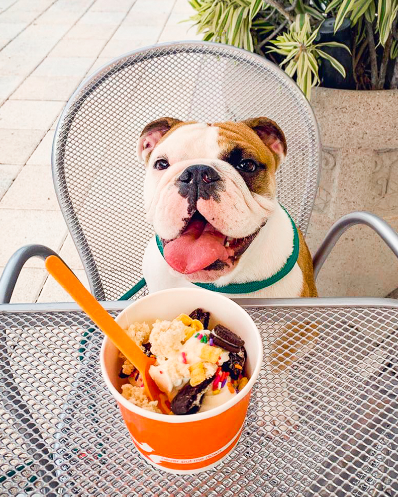 16Handles's tweet photo. Three cheers for @stellaaaaathebulldog for having stronger will power than most of us fro-yo lovers! #thecameraeatsfirst https://t.co/NZVSkVEwI5