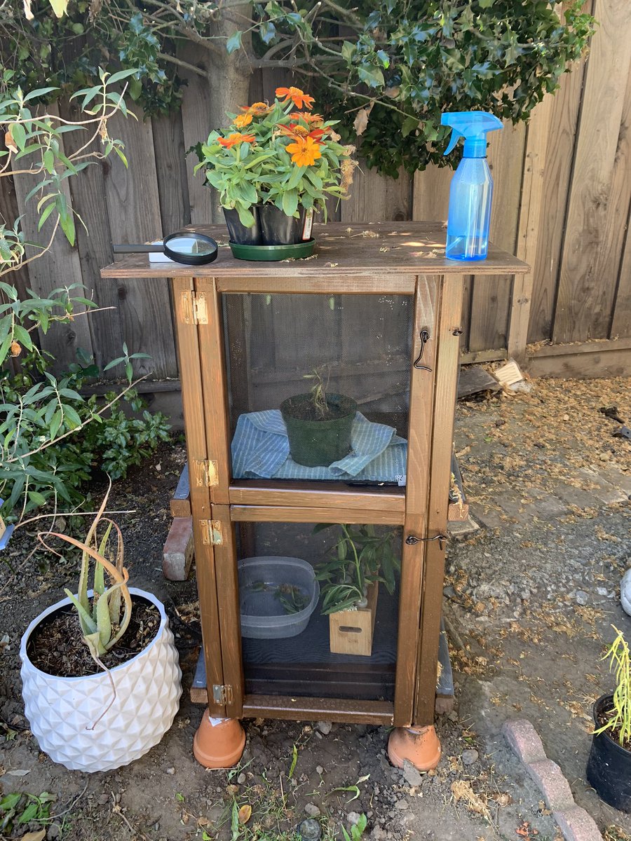 This summer I went through the design cycle to build a butterfly enclosure #butterflies #monarchbutterflies @DeVargasSchool #teacherslearning #stem I currently have 36 caterpillars and 2 chrysalises #designcycle