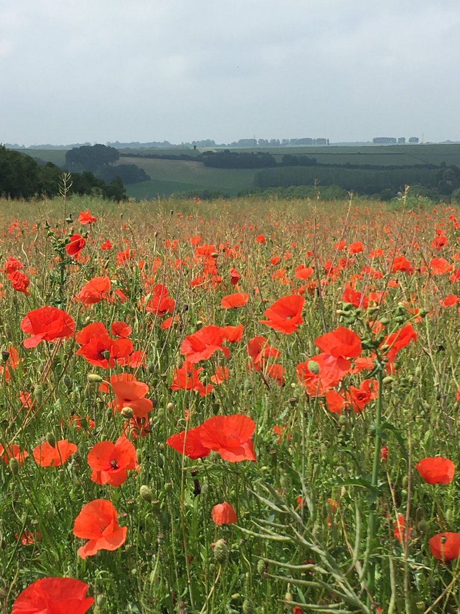 One thing to add and this is often overlooked is that fighting on the flank of the Australians and also trying to edge their way forward towards Thiepval was the 48th (South Midland) Division and also the 12th (Eastern) Division. Fighting for these units was equally trying.