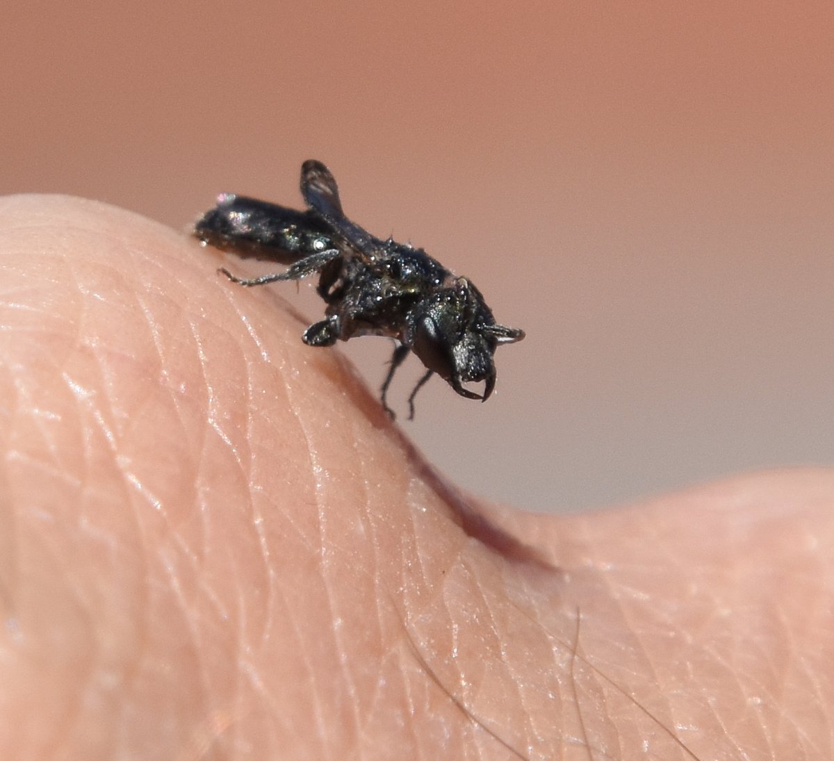 DaveyManMcG's tweet image. Naff weather in July hasn&apos;t stopped me from finding loads of awesome wildlife lalows.blogspot.com/2020/07/taht-s… #WildBlogs #FyldeFuture #NorthernGreenhouse #Blackpool