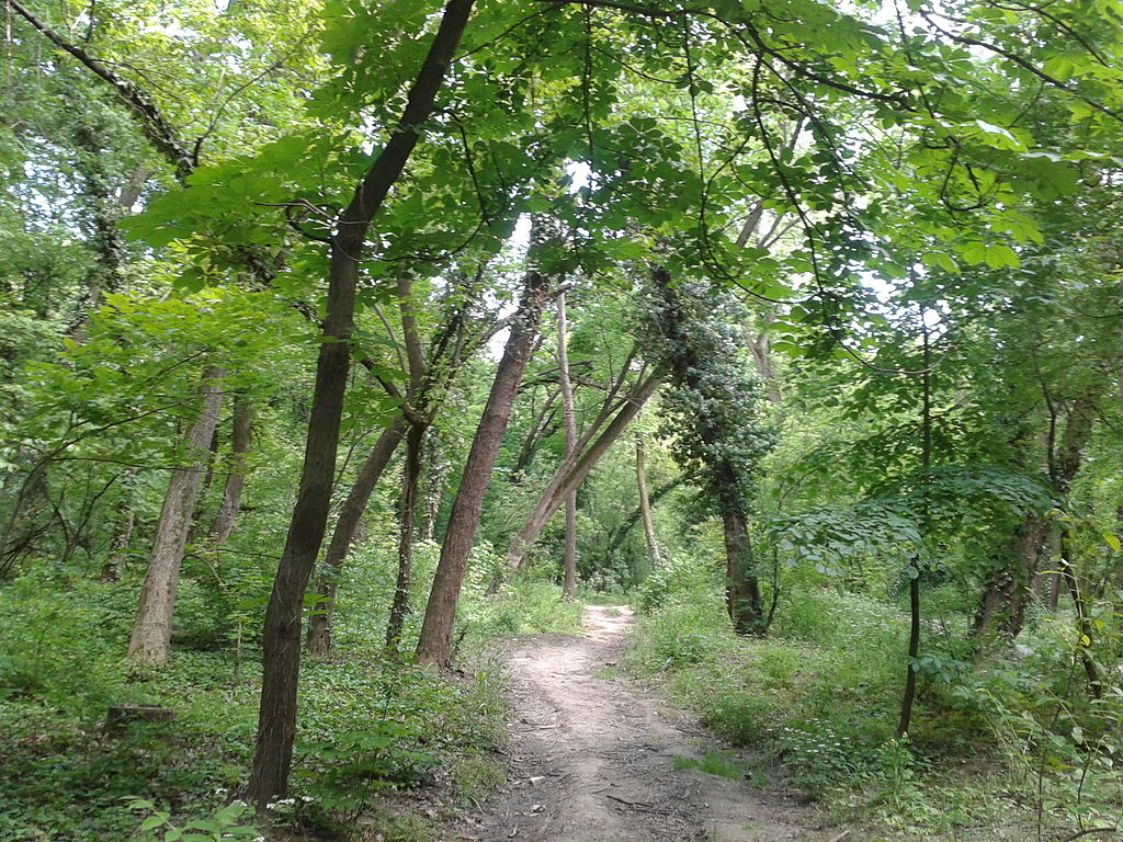 22/-There are sources assigning the title of largest urban forest to Johannesburg, South Africa, where 6 to 9.5 million trees have been planted;-Bajinca Forest or Byford's Forest in Belgrade, the capital of Serbia; Planted during 1948-1950, covers an area of 42 ha.